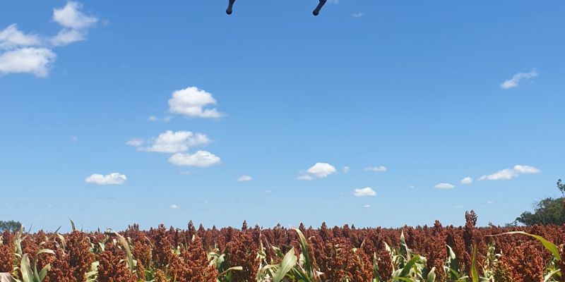 Drought tolerance in sorghum: the roots of the solution