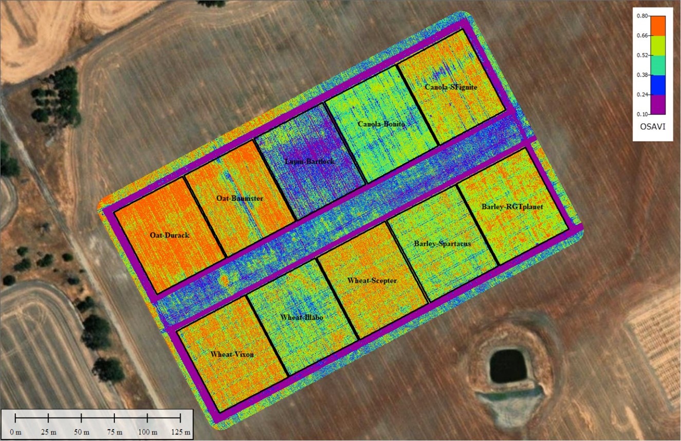 Beyond the paddock: Remote mapping of grain crop type and phenology
